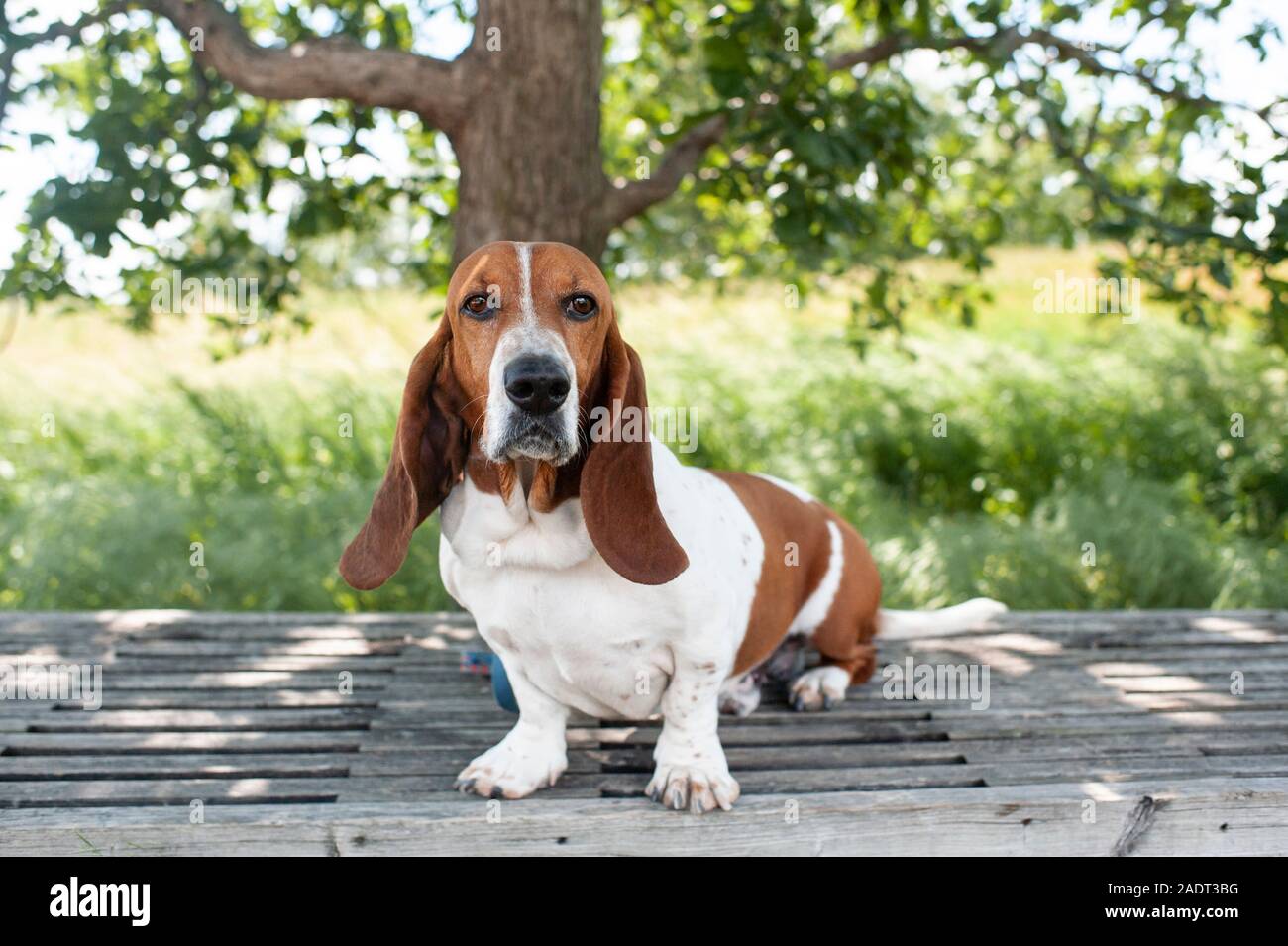 Basset Hound dog sits on a bench in a local park Stock Photo