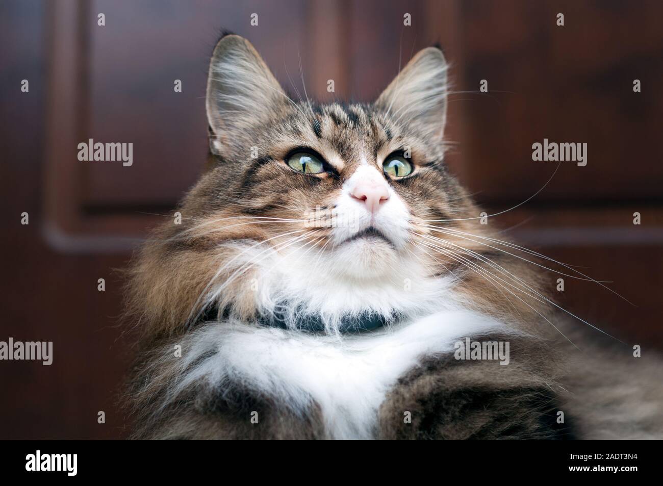 closeup of a beautiful norwegian forest cat sitting outdoor. he gazes far into the distance. wooden door on the background Stock Photo