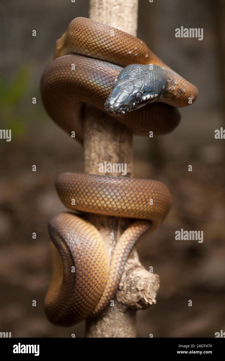Snake wrapped around a branch hi-res stock photography and images - Alamy