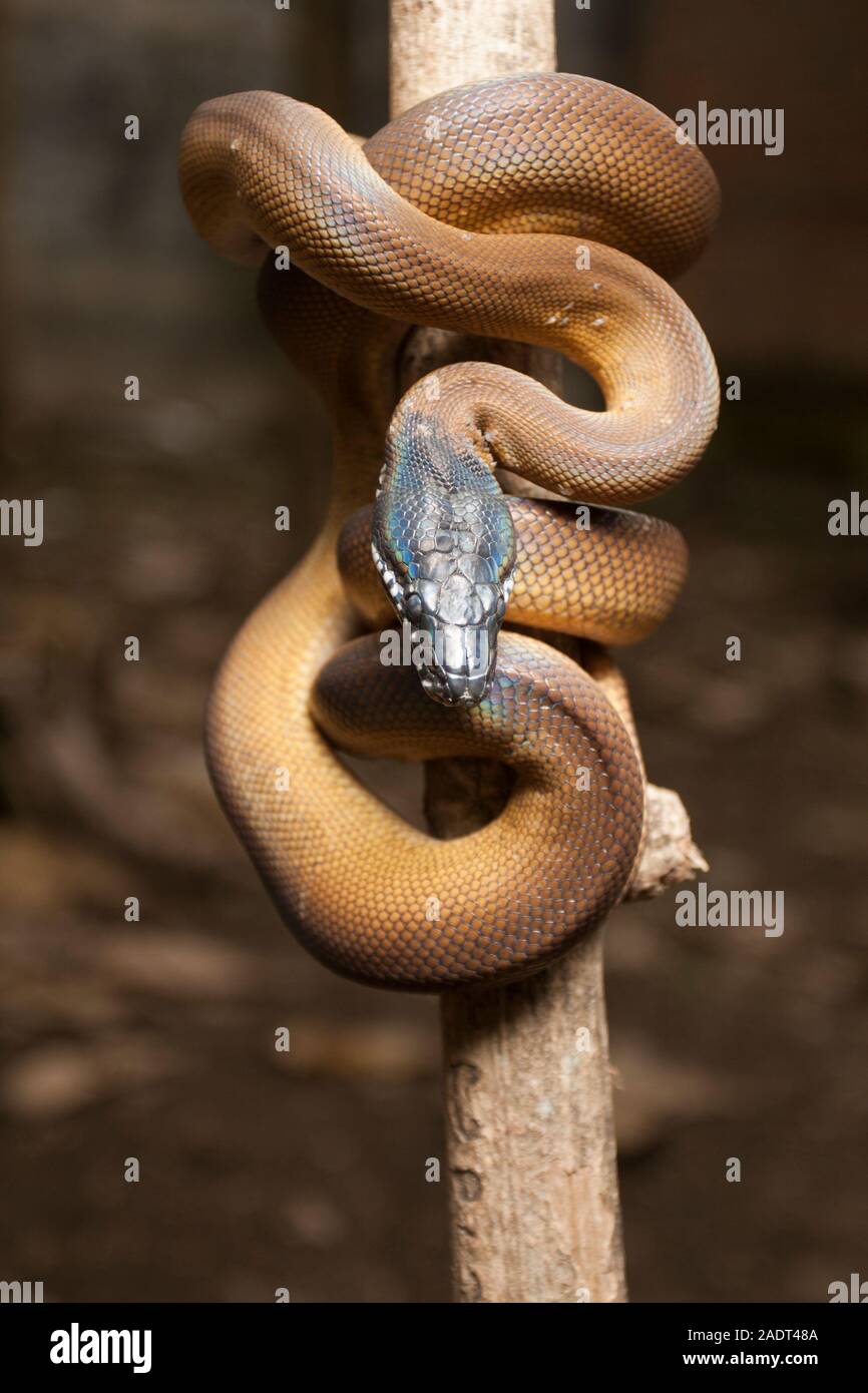 Gold Albertisi/white lipped python (Leiopython albertisi) wrapped ...