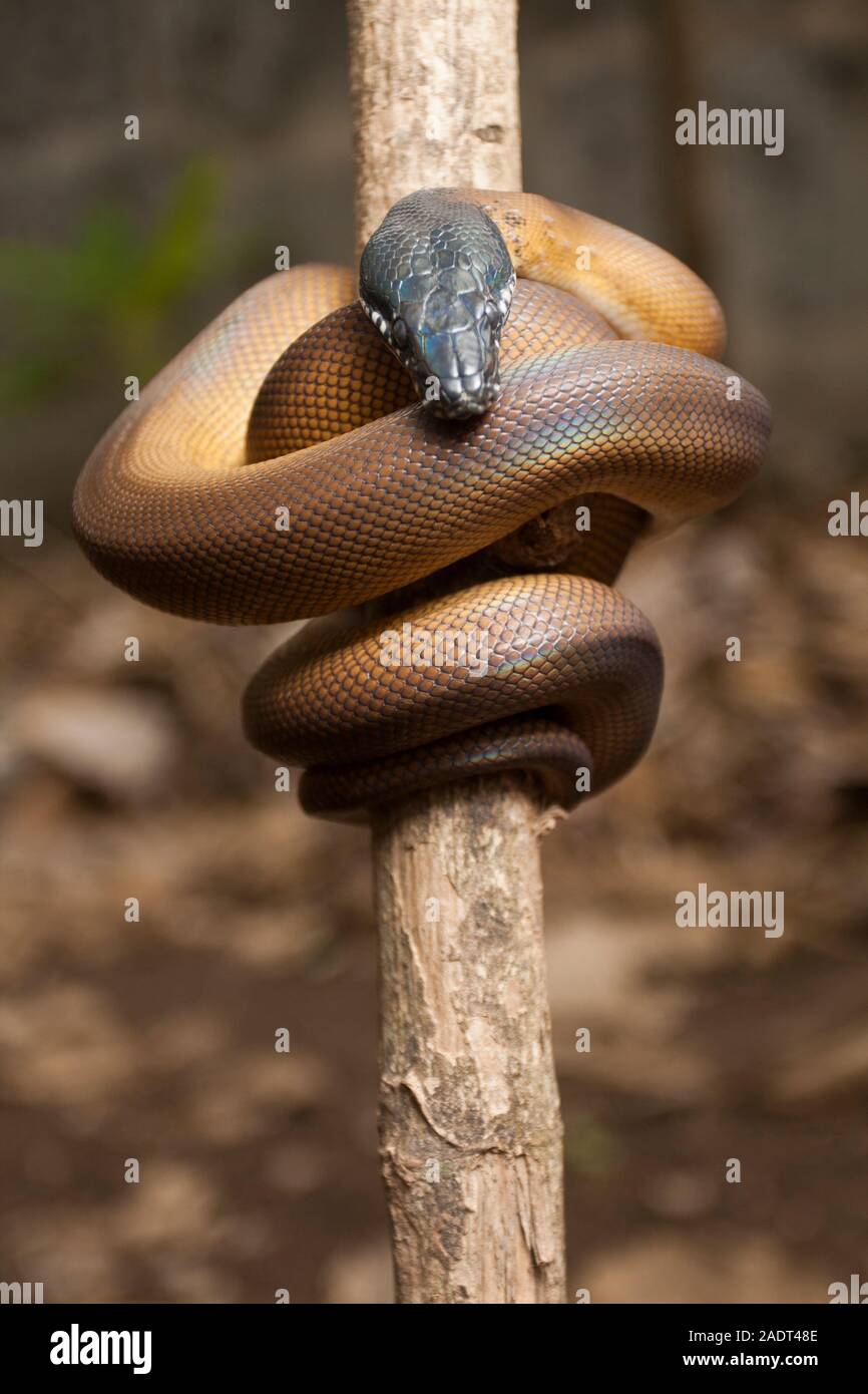 Gold Albertisi/white lipped python (Leiopython albertisi) wrapped around a branch Stock Photo