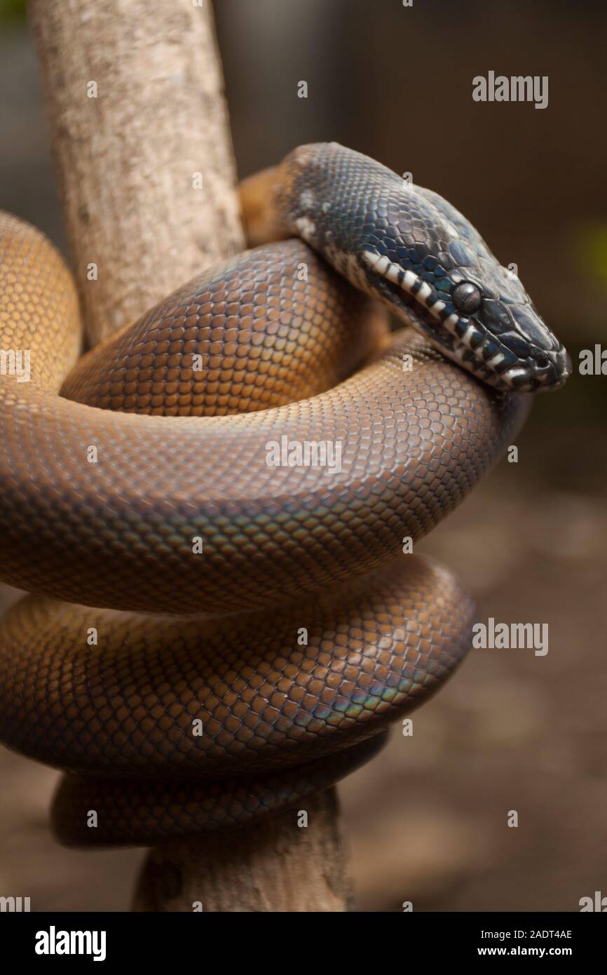 Leiopython albertisi hi-res stock photography and images - Alamy