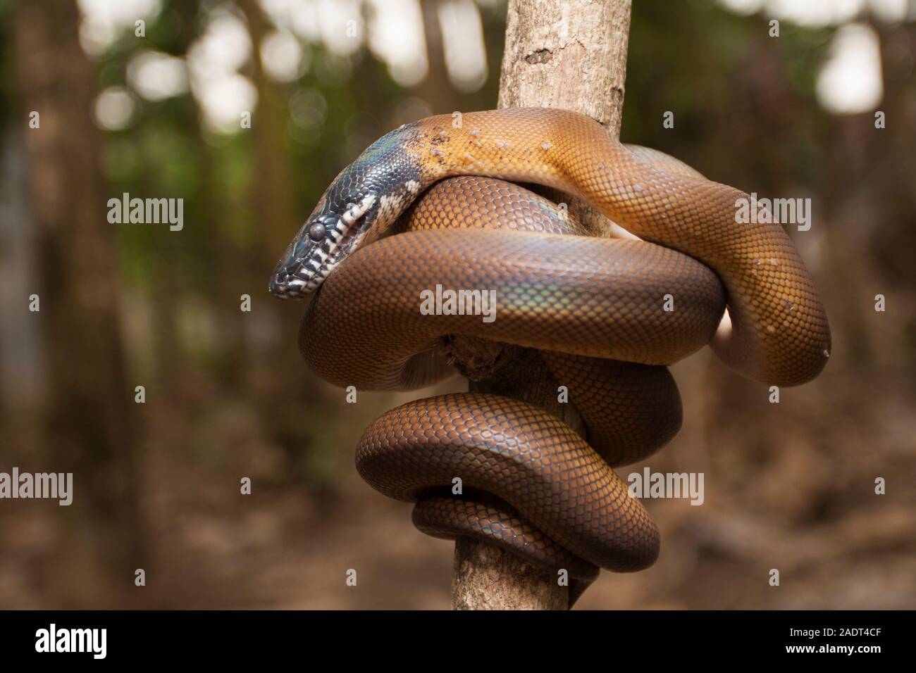 Gold Albertisi/white lipped python (Leiopython albertisi) wrapped ...