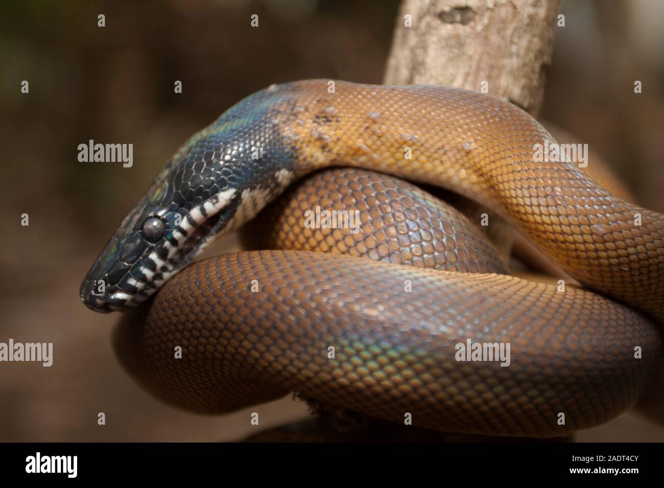 Gold Albertisi/white lipped python (Leiopython albertisi) wrapped around a branch Stock Photo