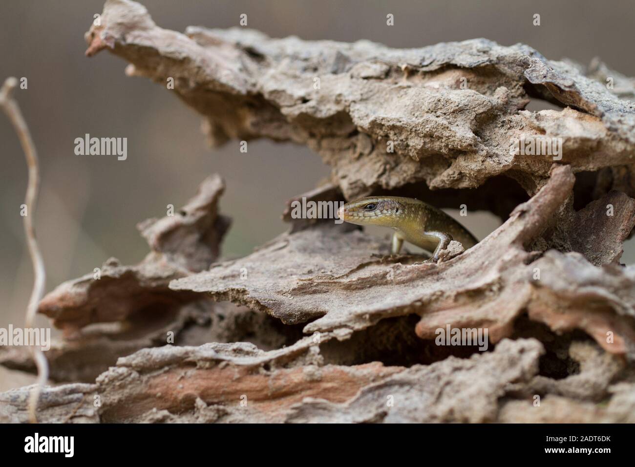 Sun Skink ( Mabuya multifasciata). Java, Indonesia Stock Photo - Alamy