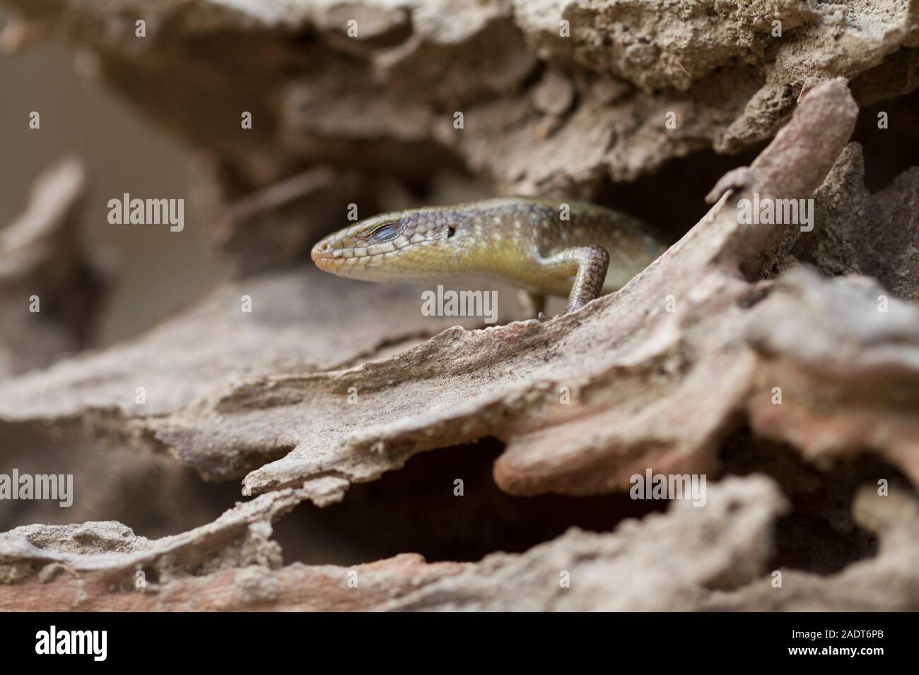 Sun Skink ( Mabuya multifasciata). Java, Indonesia Stock Photo - Alamy