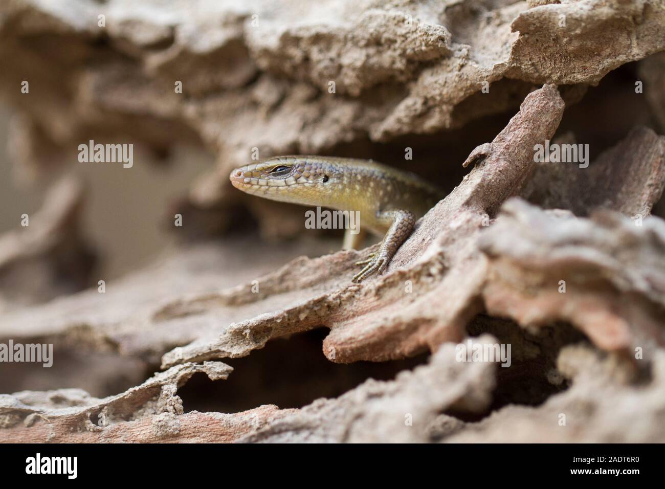 Sun Skink ( Mabuya multifasciata). Java, Indonesia Stock Photo - Alamy