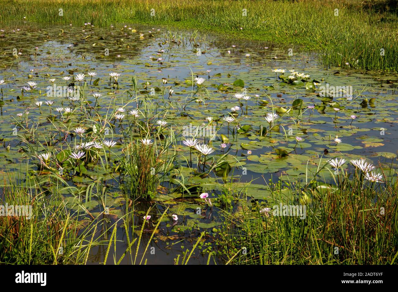 Ethiopia, Amhara Region, Bahir Dar, Tissisat, lotus flowers in wetland ...