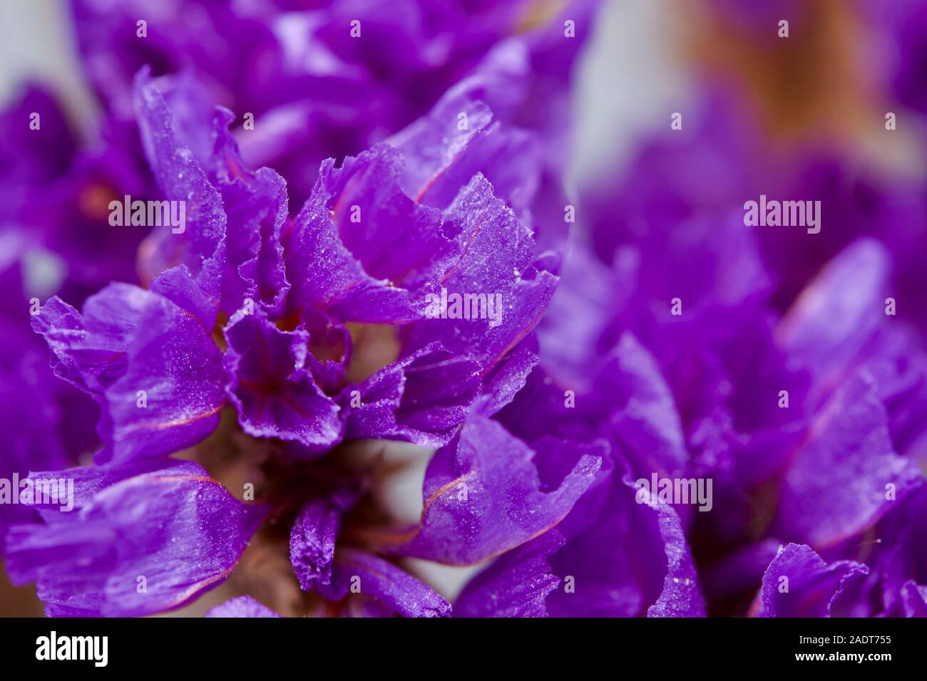 Macro abstract view of dried sea lavender (limonium) flower blossoms on a white background Stock Photo