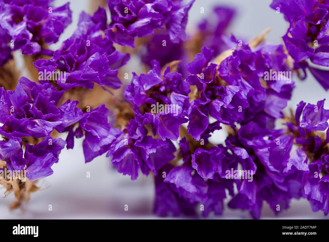 Macro abstract view of dried sea lavender (limonium) flower blossoms on a white background Stock Photo