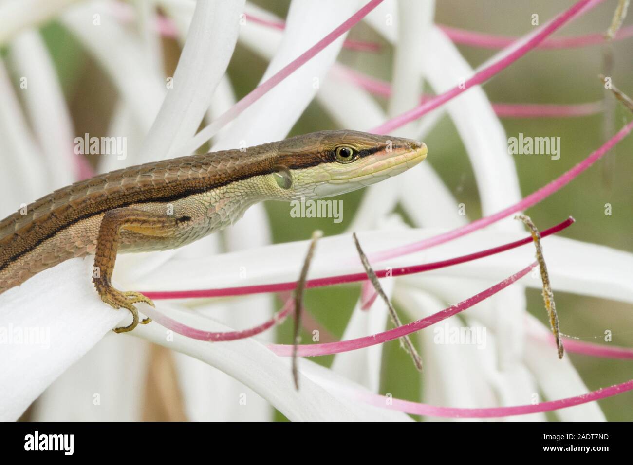 Asian grass lizard, six-striped long-tailed lizard, or long-tailed grass lizard (Takydromus sexlineatus) Stock Photo