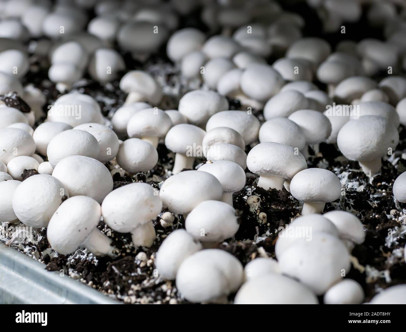 Fresh champignons growing on a special soil on a mushroom production ...