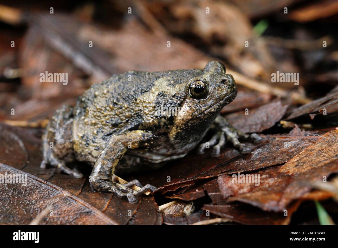 Banded Bullfrog High Resolution Stock Photography and Images - Alamy