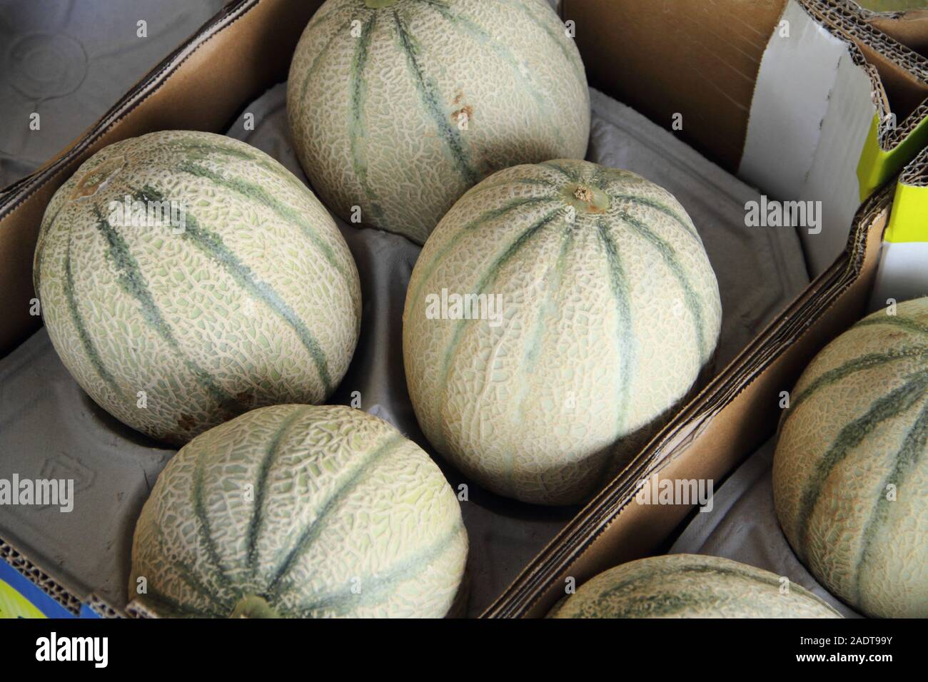 fresh melons in the market Stock Photo