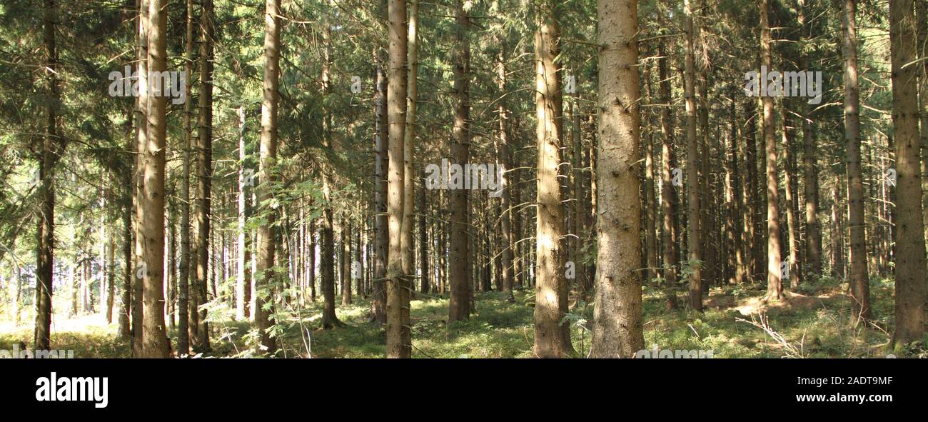 green forest in the sunlight Stock Photo - Alamy