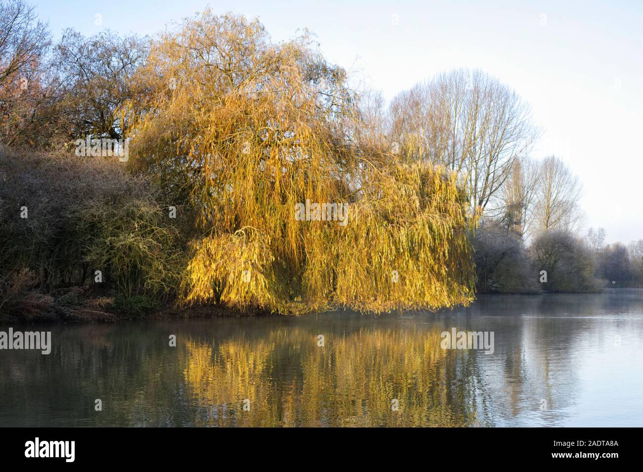 Salix babylonica. Weeping Willow at the edge of a lake. Stock Photo