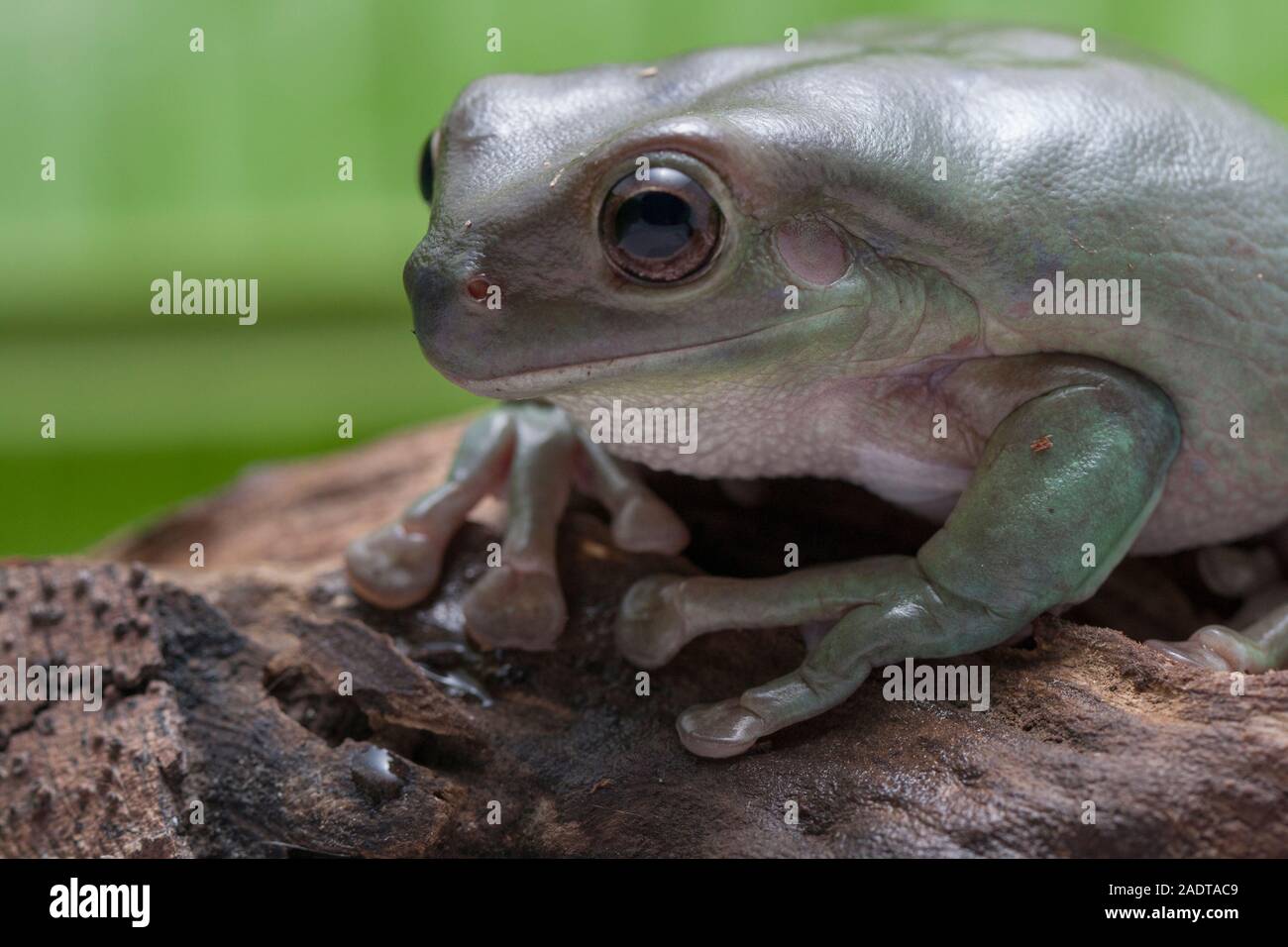 Close up dumpy tree frog / White's tree frog Stock Photo - Alamy