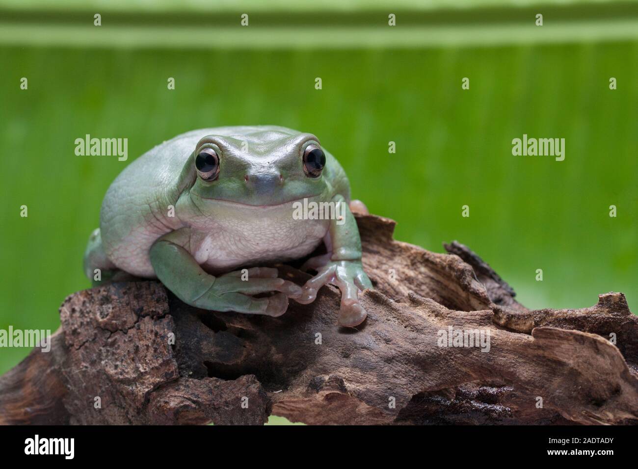 Close up dumpy tree frog / White's tree frog Stock Photo - Alamy