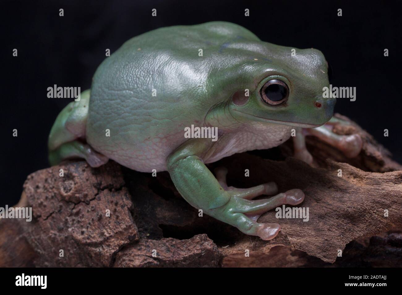 Close up dumpy tree frog / White's tree frog Stock Photo - Alamy