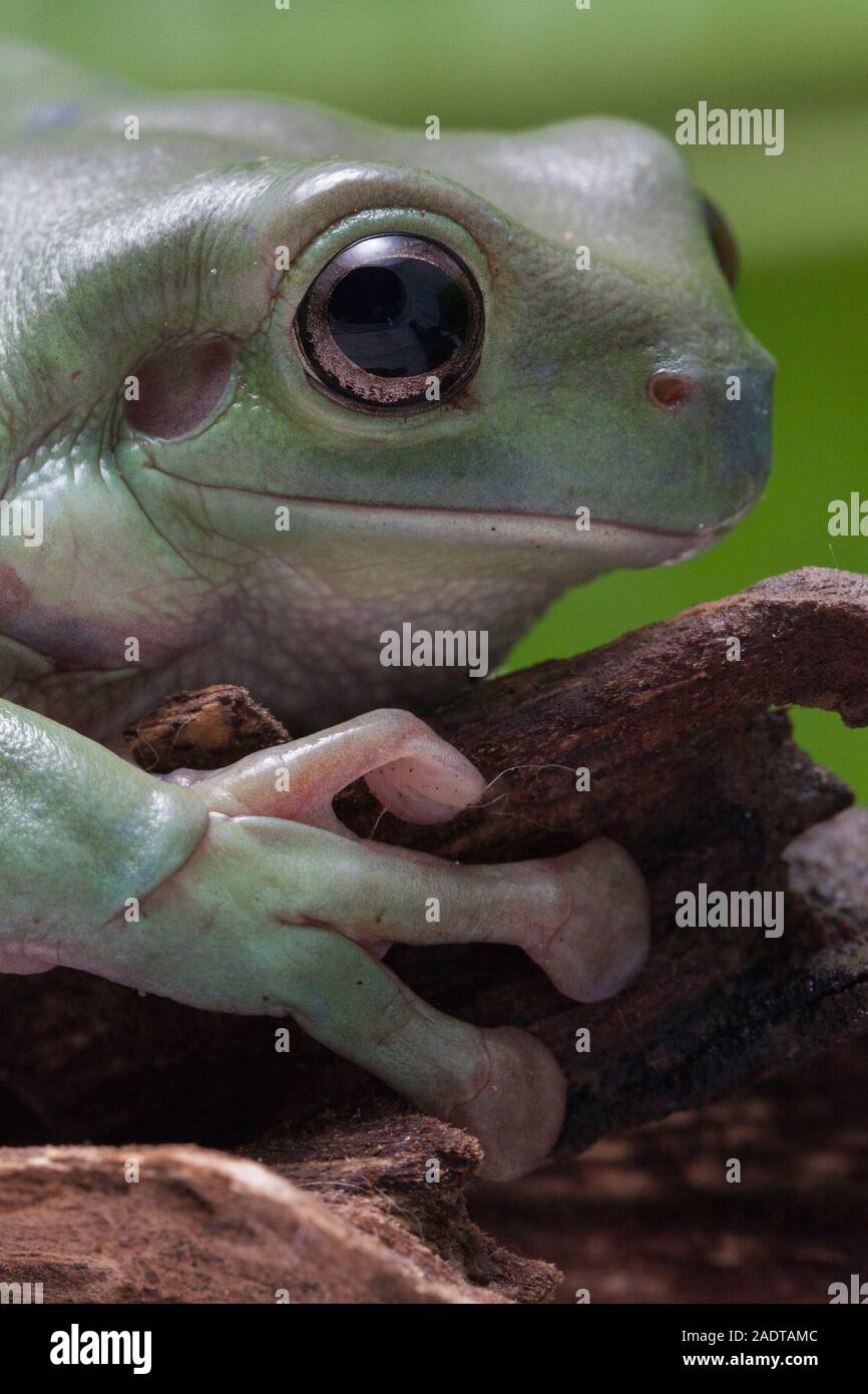 Close up dumpy tree frog / White's tree frog Stock Photo - Alamy