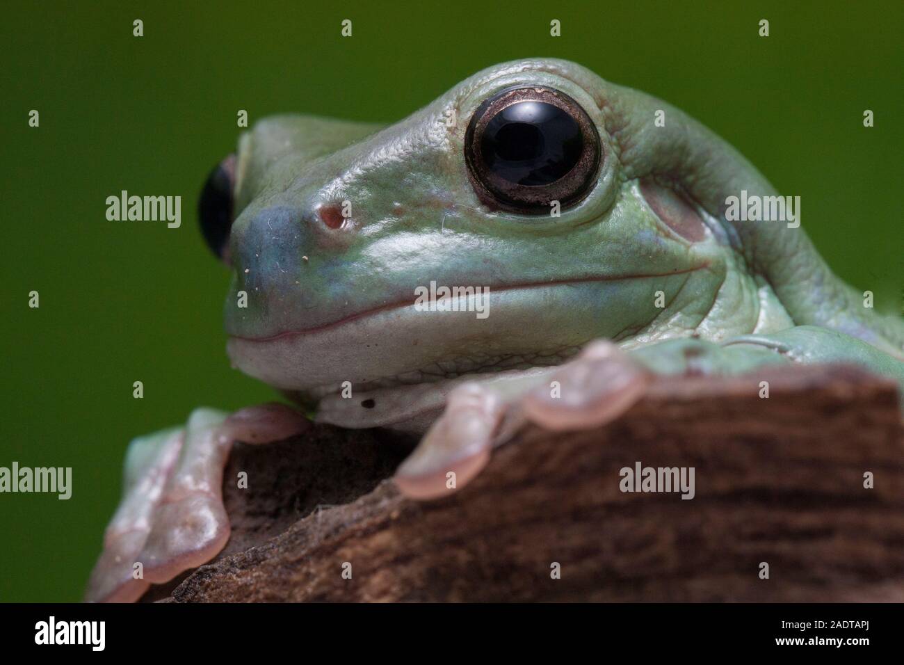 Close up dumpy tree frog / White's tree frog Stock Photo - Alamy