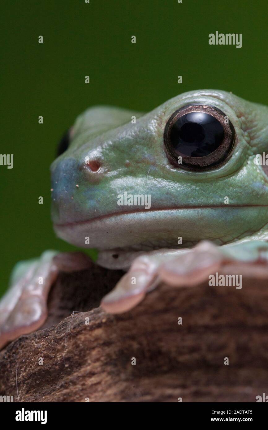 Dumpy tree frog whites isolated hi-res stock photography and images - Alamy