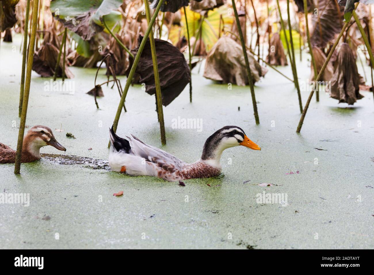 Ducks feed on duckweed in a pool Stock Photo
