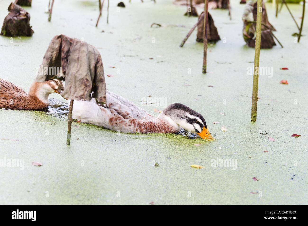 Ducks feed on duckweed in a pool Stock Photo