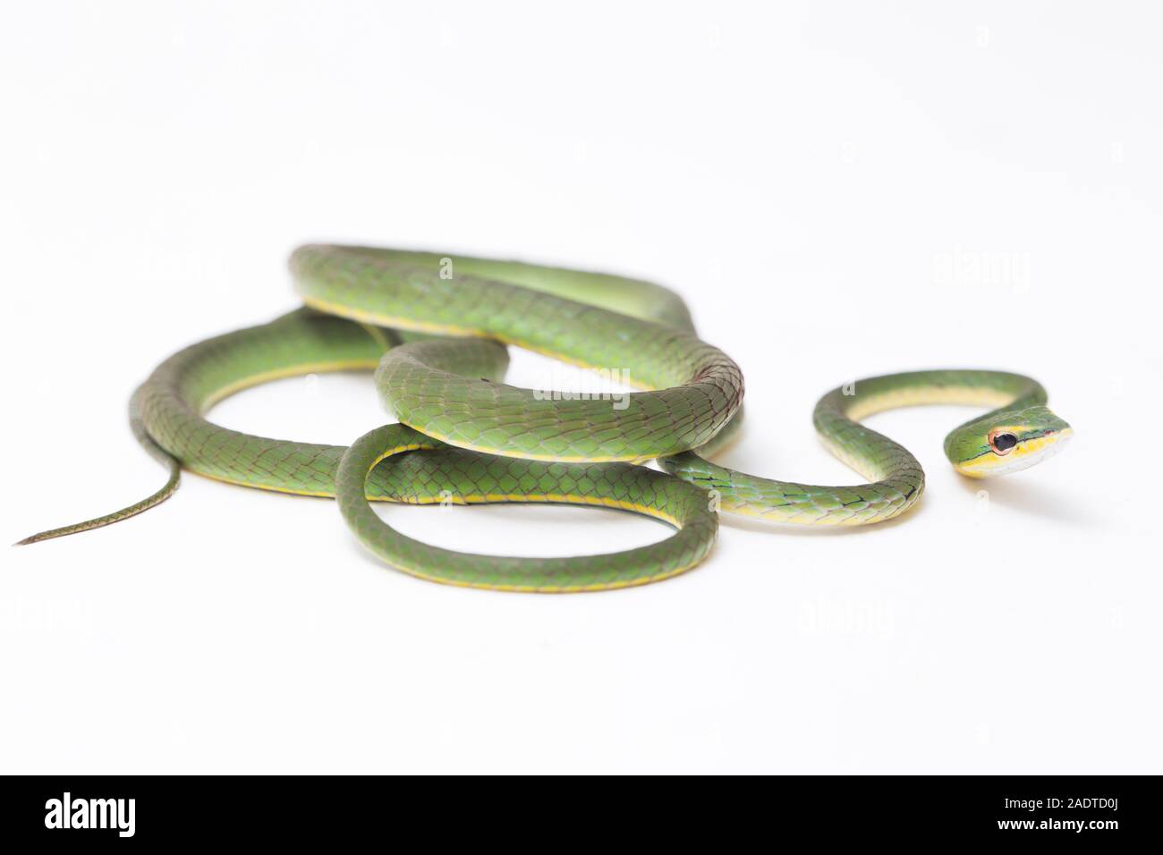 Asian vine snake / Ahaetulla prasina isolated on white background Stock Photo