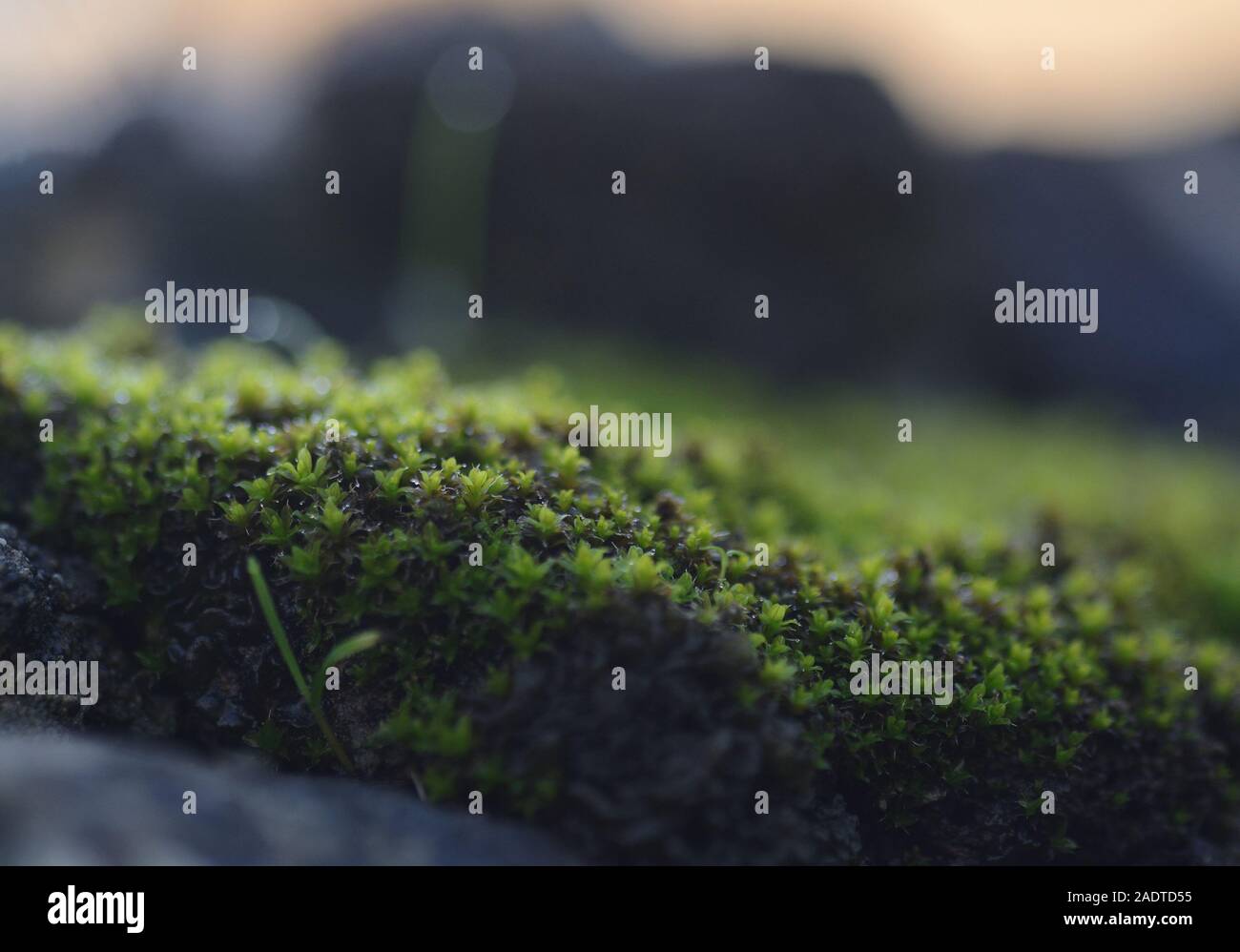 close-up of the microscopic green leaves of moss with the sky in the background Stock Photo