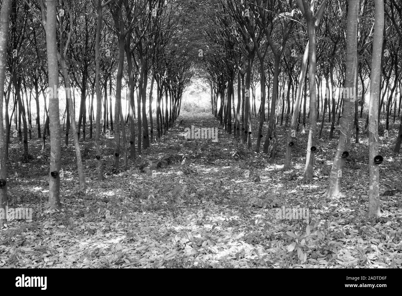 Enchanting Forest Lane Through Rubber Tree Plantation Stock Photo