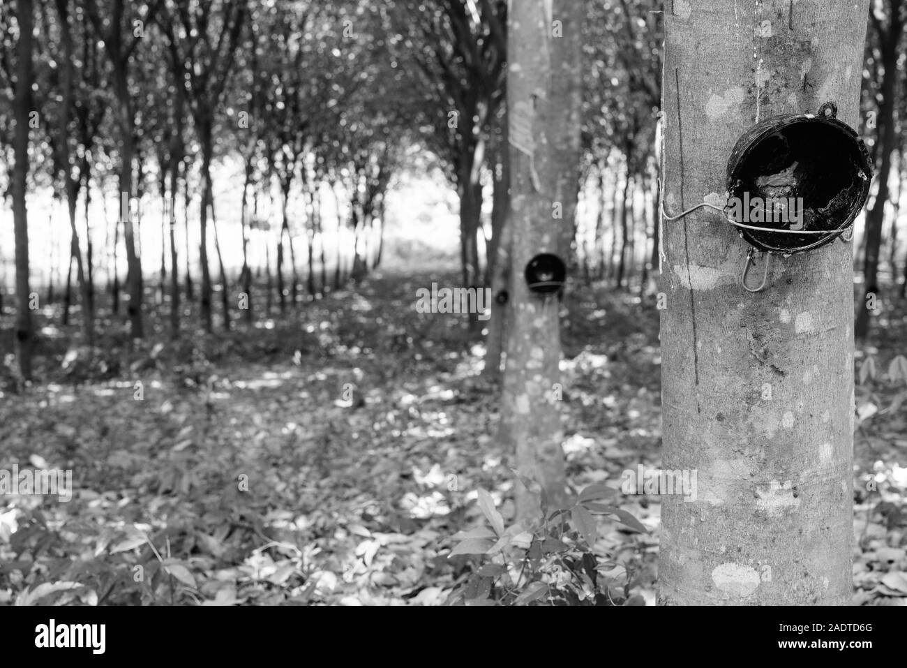 Portrait Of Rubber Tree Plantation In Thailand Stock Photo