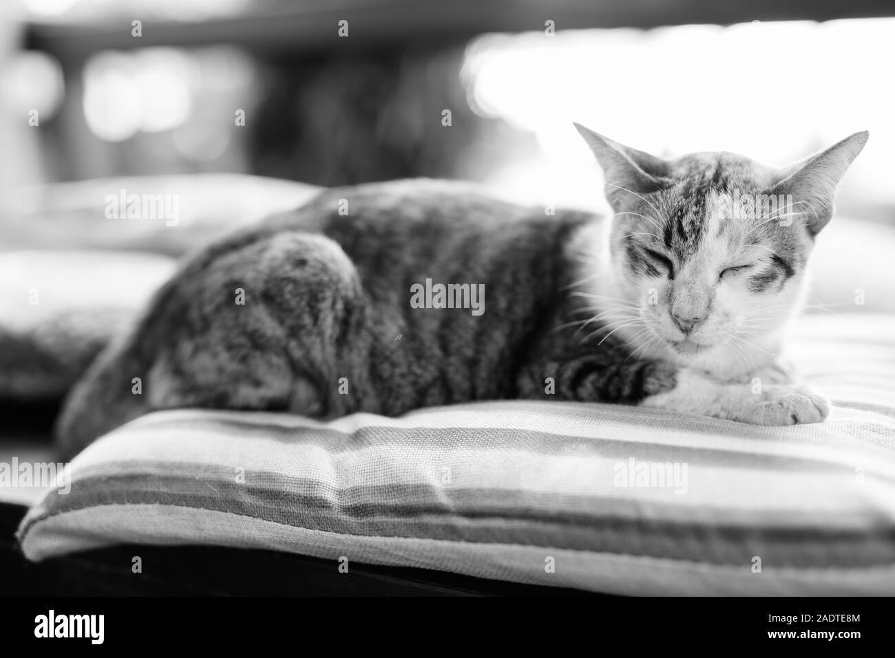 Cute Calico Cat Sleeping On The Cushion Stock Photo