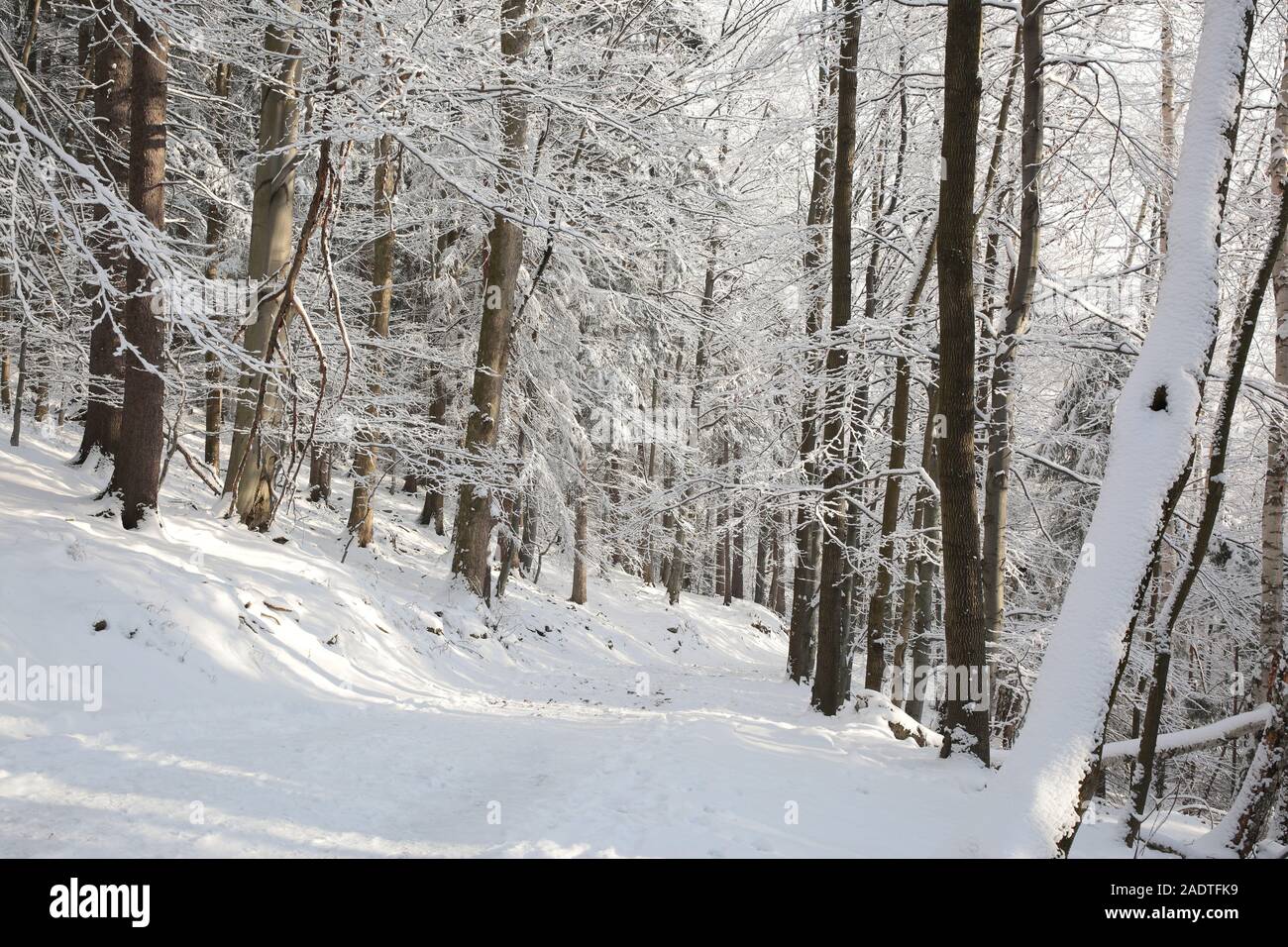 Trail in the mountains through the winter woods. Stock Photo