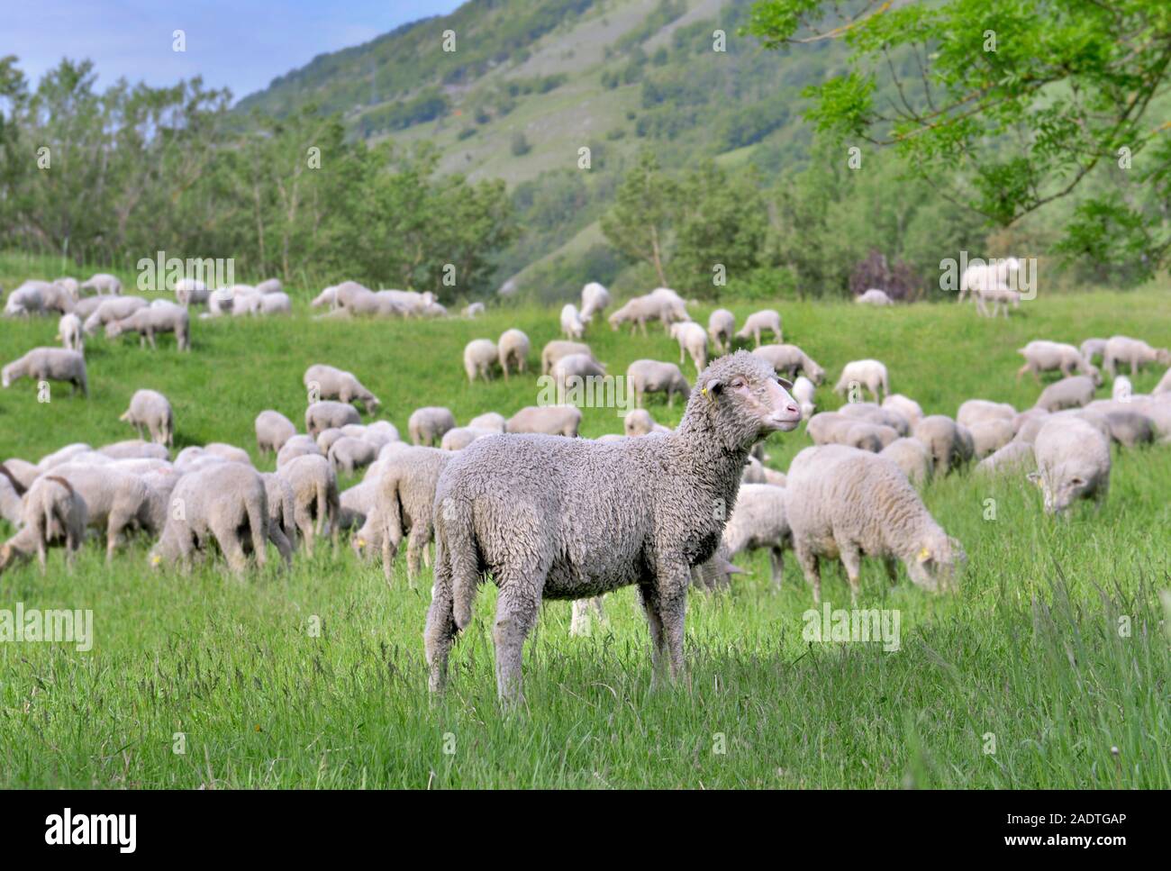 flock of sheep grazing in green alpine pasture Stock Photo - Alamy