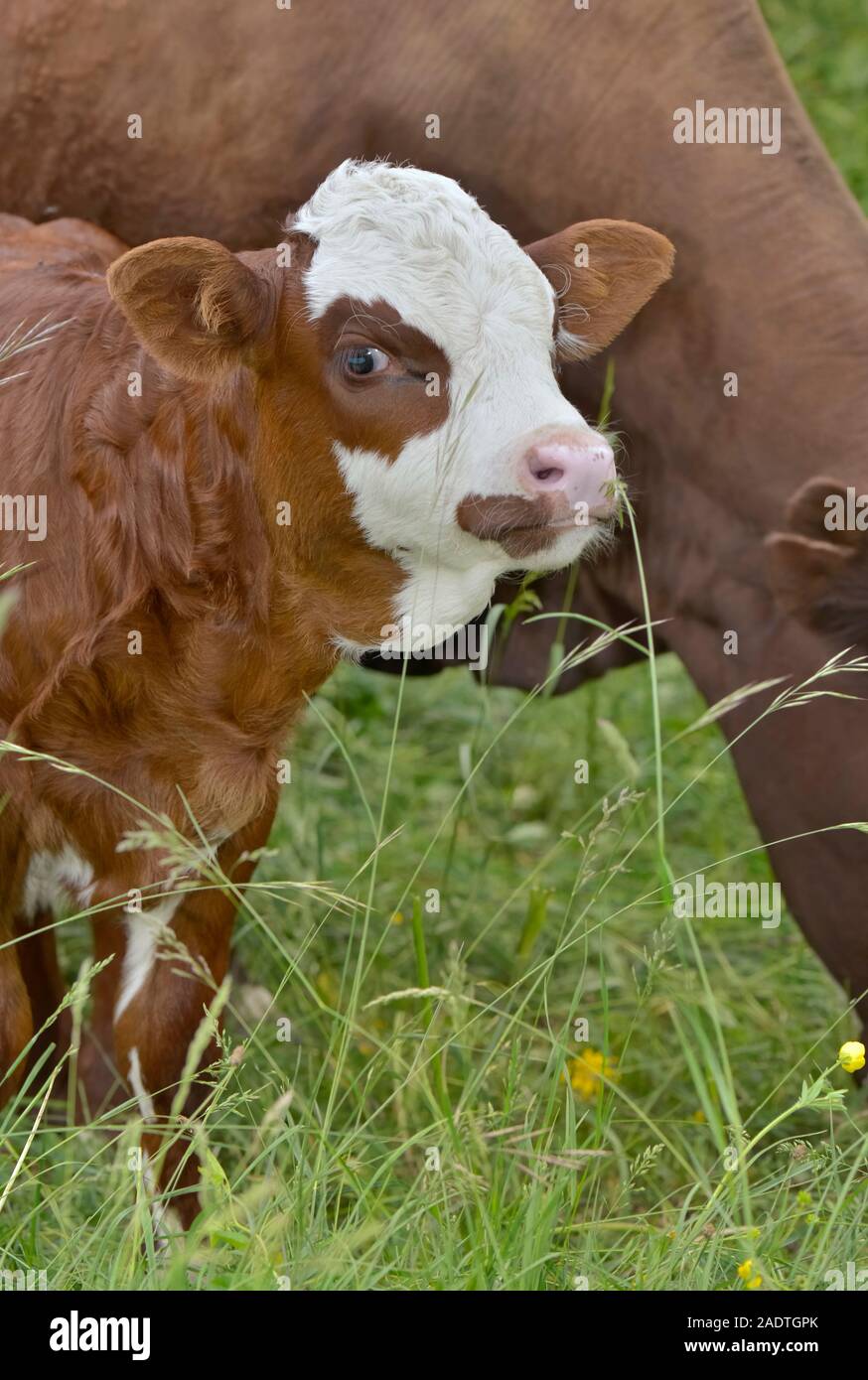 cute little calf brown with a white head standing in front of a cow Stock Photo