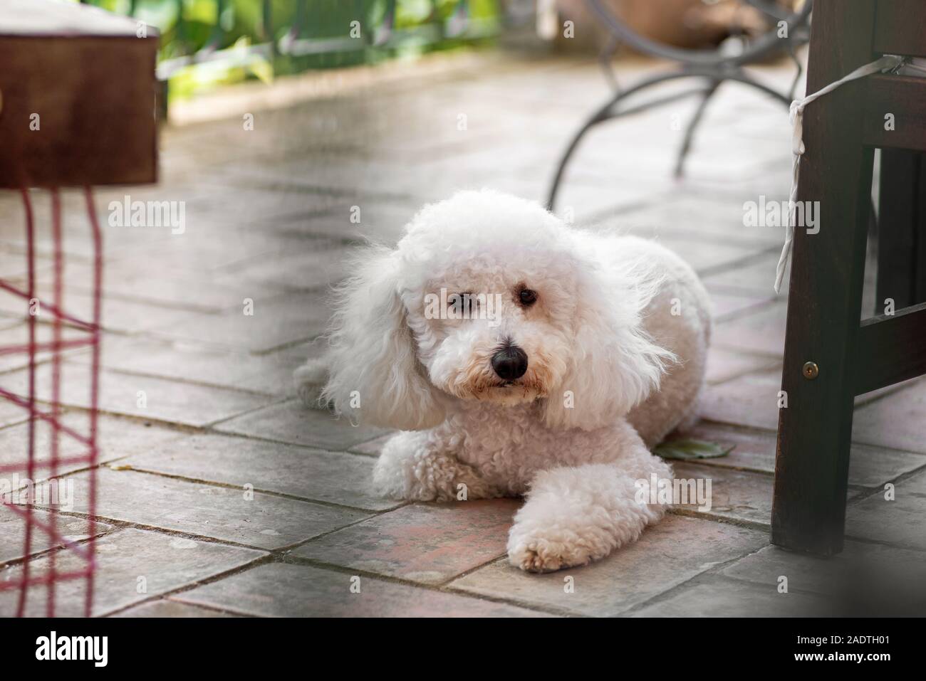 Cute little curly white poodle lying on the tiles of an outdoor patio keeping a watchful eye between the furniture in a low angle view Stock Photo