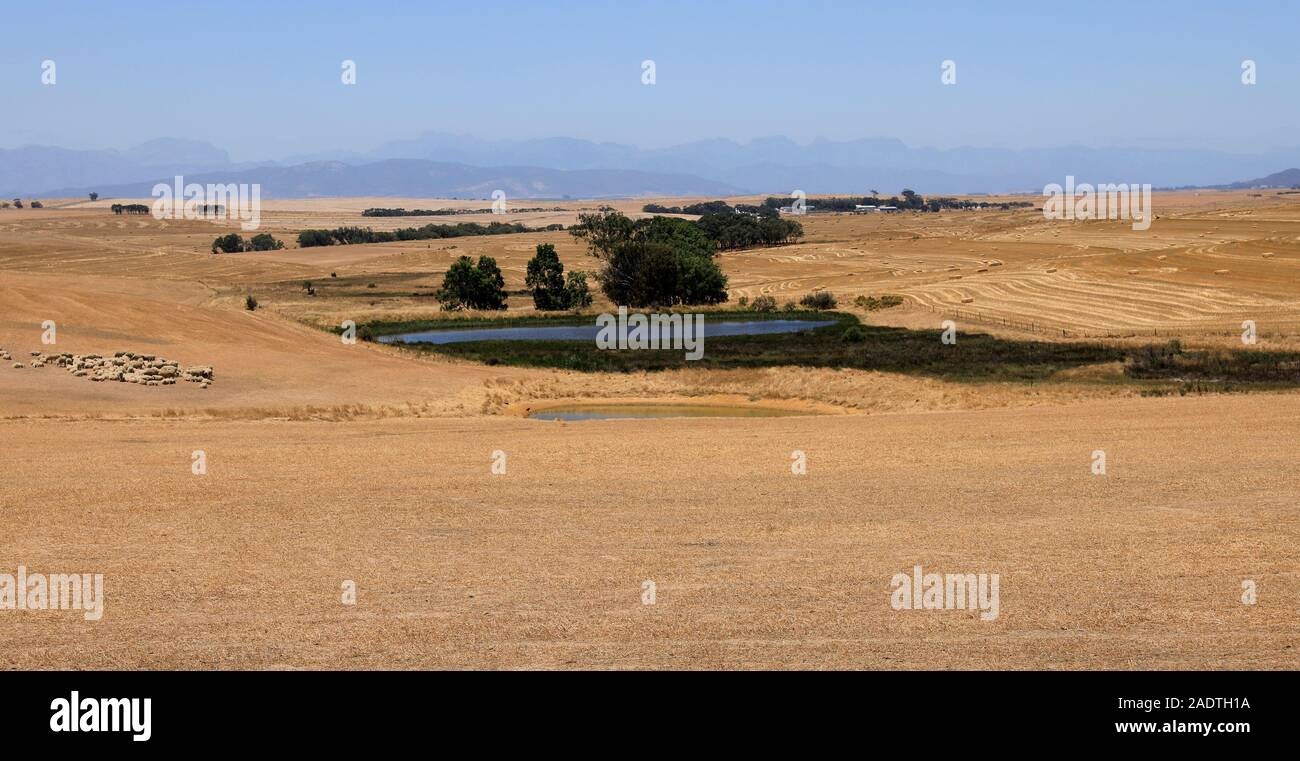 Farm in the wheat-producing Swartland region of the. Western Cape Province of South Africa Stock Photo
