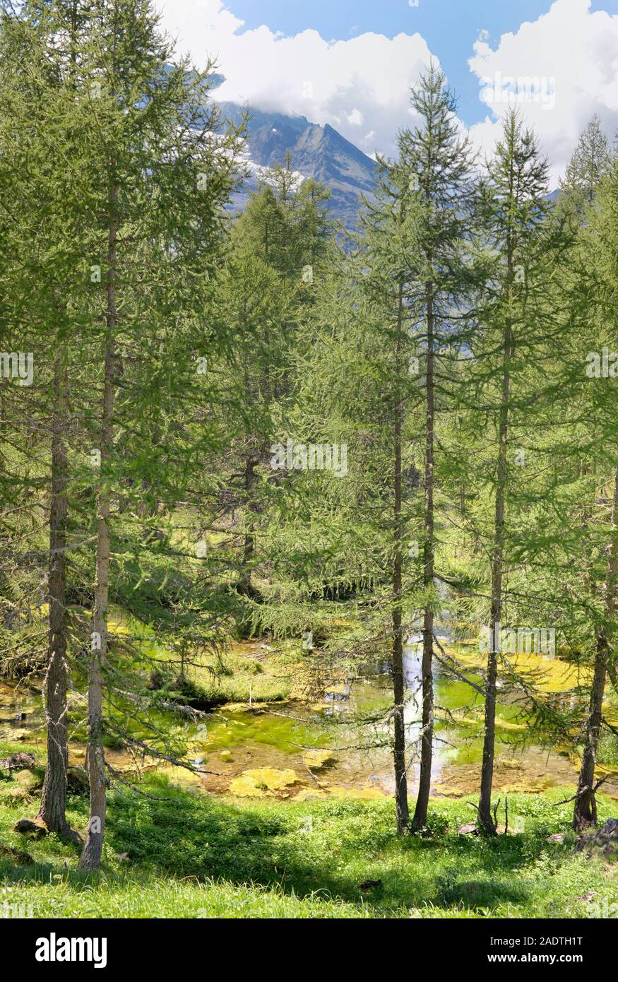 green and large european larch trees in a forest  at the edge of a river Stock Photo