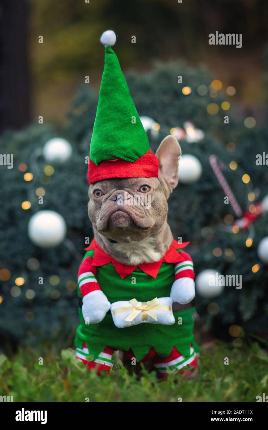 french bulldog christmas dress Funny lilac colored dog wearing a traditional cute elf costume with arms holding present in front of decorated Christmas tree Stock Photo girl dog christmas outfit