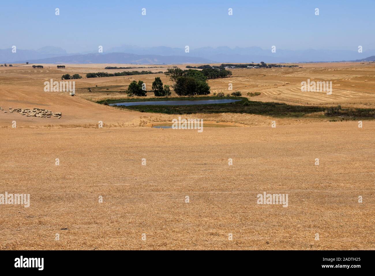 Farm in the wheat-producing Swartland region of the. Western Cape Province of South Africa Stock Photo