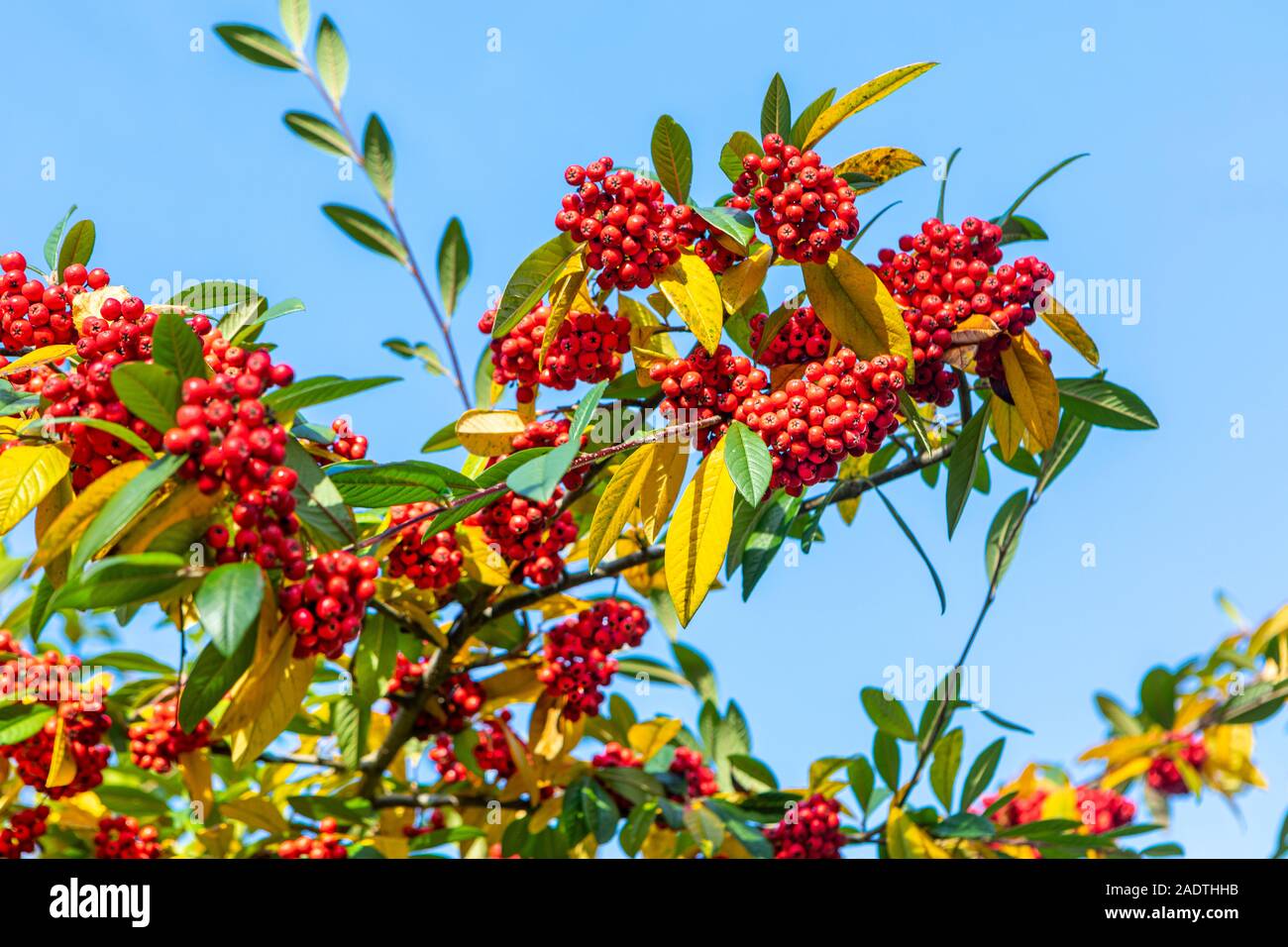 Winter berries blue hi-res stock photography and images - Alamy