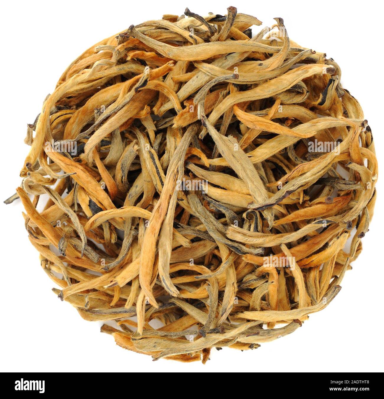 Camellia taliensis hires stock photography and images Alamy