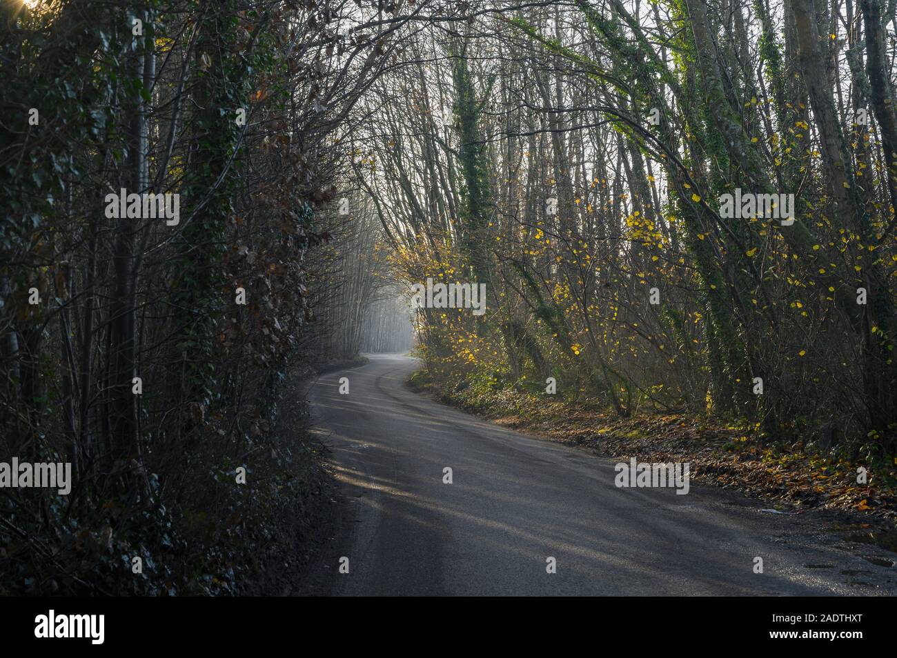 Morning sun filters through trees and a narrow country lane winds through the woods Stock Photo