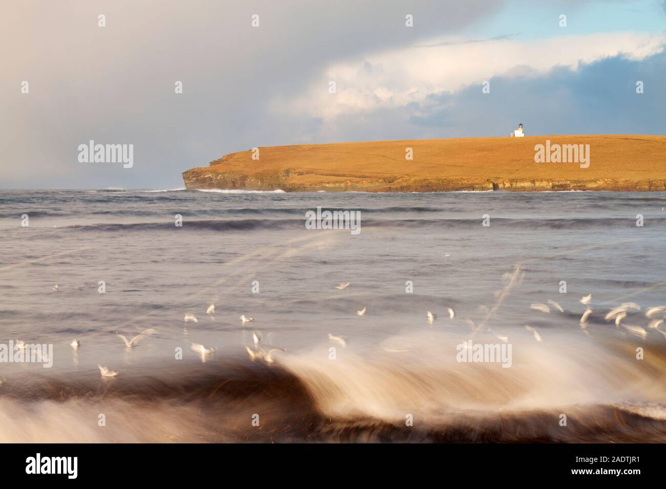 Seagulls jumping waves, Birsay, Orkney Stock Photo