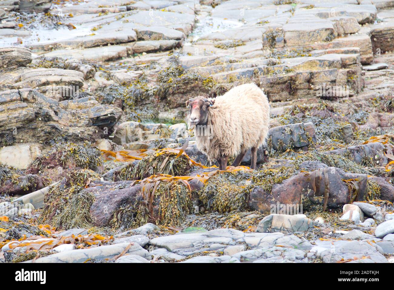 North Ronaldsay sheep eating seaweed, Orkney isles Stock Photo