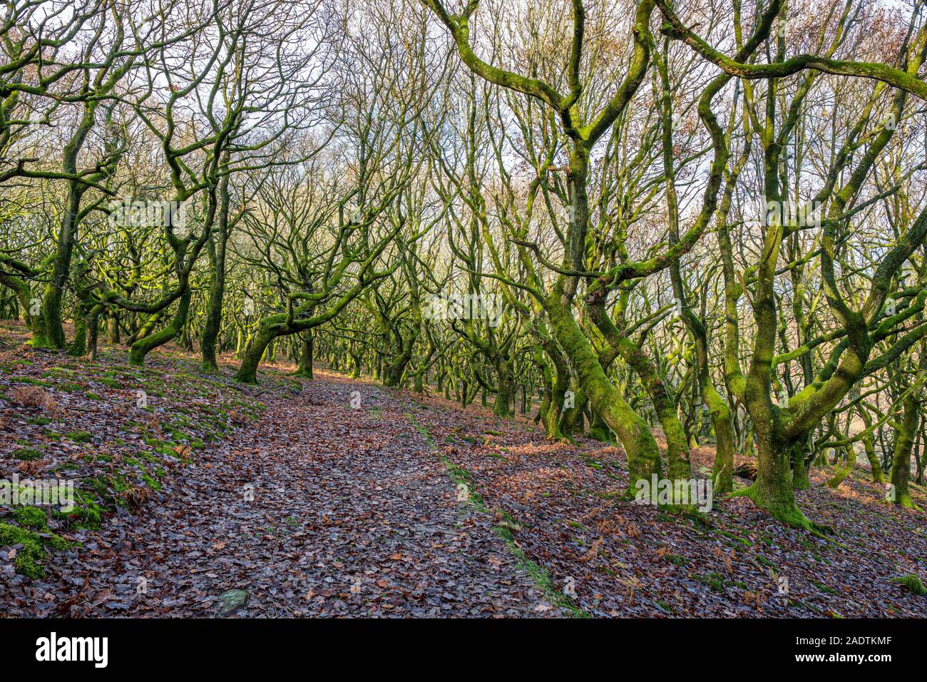 Twisted trees growing on a hillside in Wales. Stock Photo