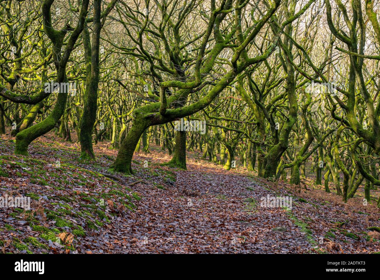 Twisted trees growing on a hillside in Wales. Stock Photo