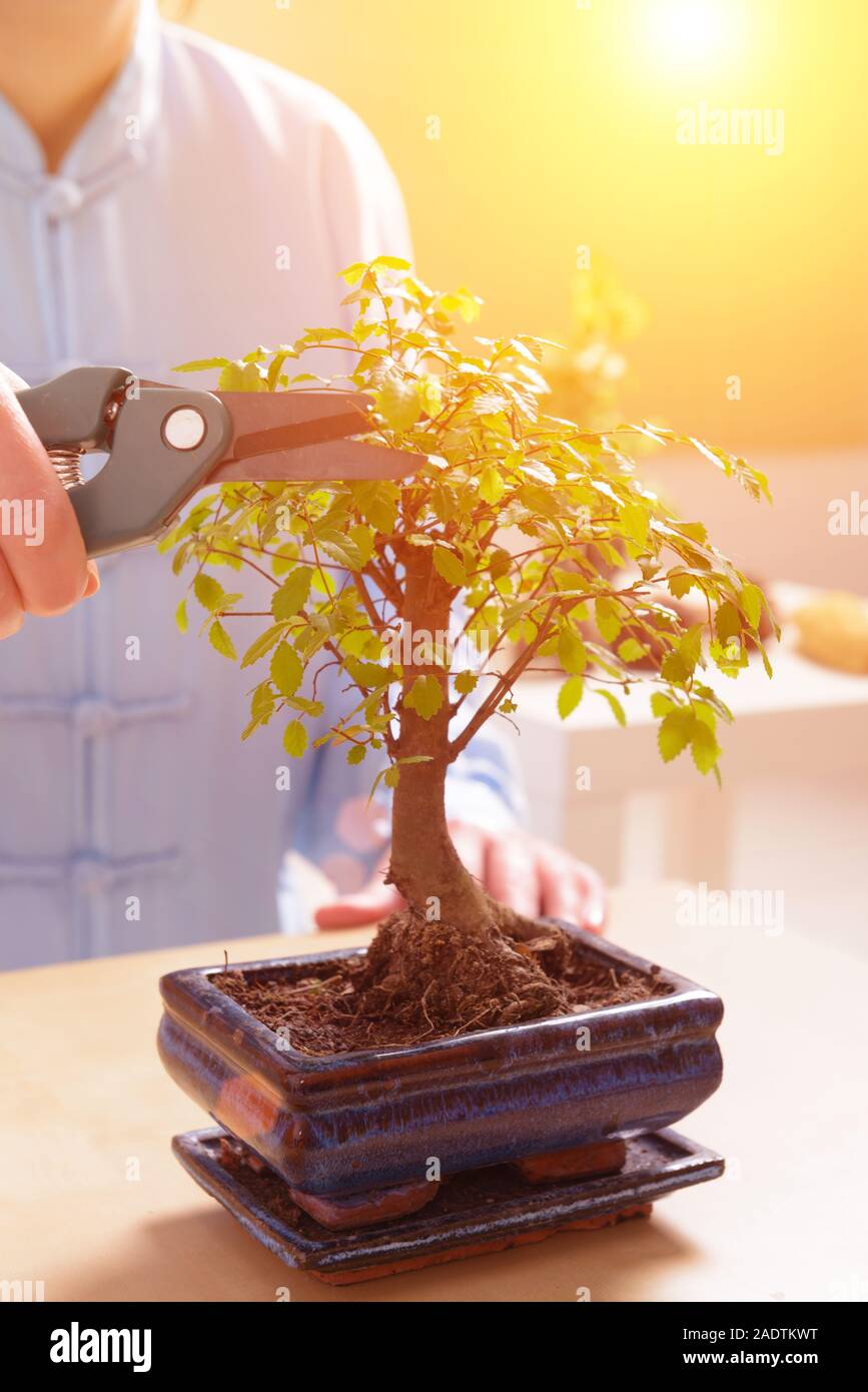 Growing little bonsai tree with special pruning scissors Stock Photo