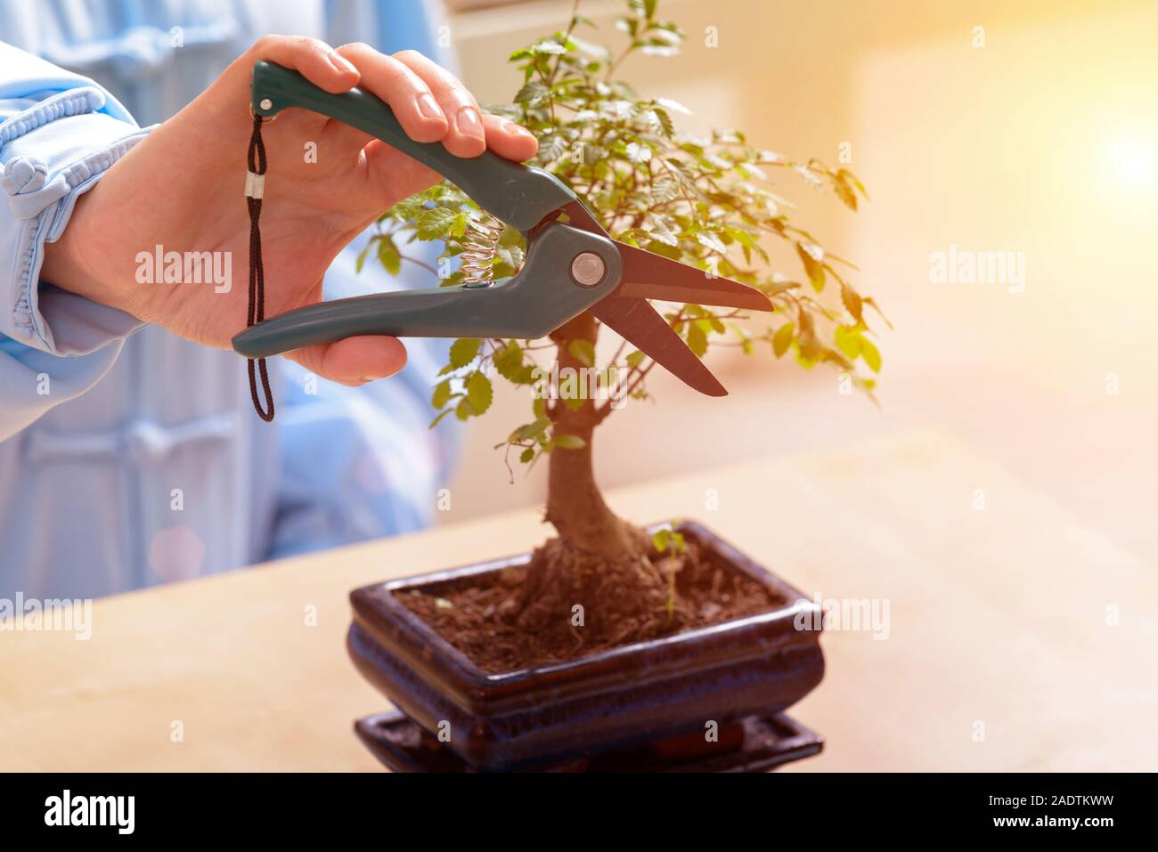Growing little bonsai tree with special pruning scissors Stock Photo